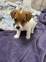Honey , a female Jack Russell Terrier for sale in Pensacola, FL – 5 of 5