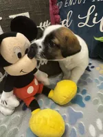 Beethoven , a male Jack Russell Terrier for sale in Pensacola, FL – 4 of 5