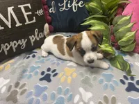Mocha, a female Jack Russell Terrier for sale in Pensacola, FL – 5 of 5