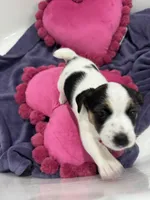 Milo, a male Jack Russell Terrier for sale in Pensacola, FL – Photo 3 of 4