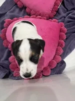 Milo, a male Jack Russell Terrier for sale in Pensacola, FL – Photo 2 of 4