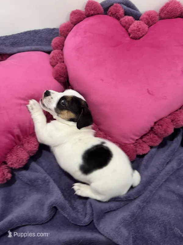Milo – Jack Russell Terrier puppy for sale in Pensacola, FL