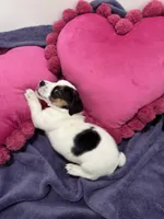 Milo, a male Jack Russell Terrier for sale in Pensacola, FL – Photo 1 of 4