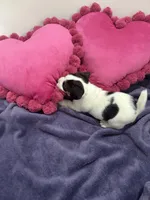 Milo, a male Jack Russell Terrier for sale in Pensacola, FL – Photo 4 of 4