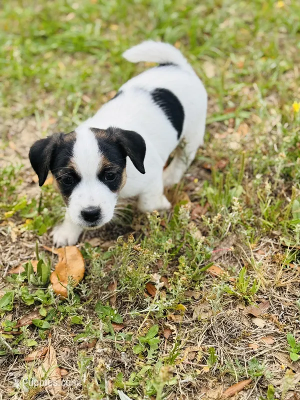 Milo – Jack Russell Terrier puppy for sale in Pensacola, FL