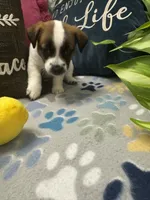 Beethoven , a male Jack Russell Terrier for sale in Pensacola, FL – 2 of 5