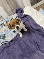Honey , a female Jack Russell Terrier for sale in Pensacola, FL – 4 of 5