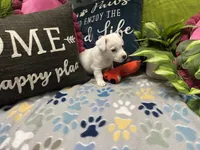 Snow, a female Jack Russell Terrier for sale in Pensacola, FL – 1 of 5