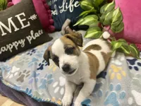Mocha, a female Jack Russell Terrier for sale in Pensacola, FL – 4 of 5