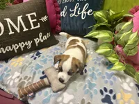 Mocha, a female Jack Russell Terrier for sale in Pensacola, FL – 1 of 5