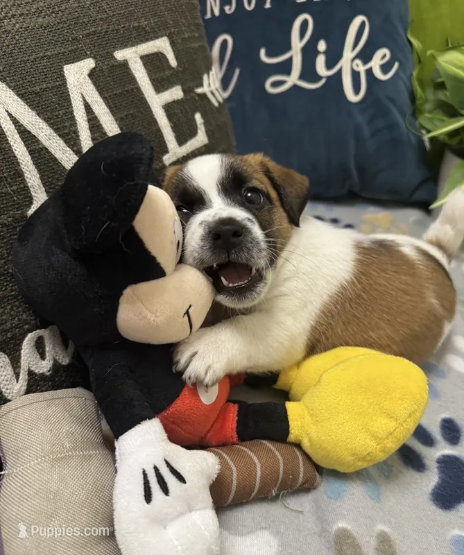 Beethoven  – Jack Russell Terrier puppy for sale in Pensacola, FL