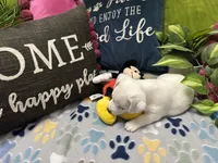 Snow, a female Jack Russell Terrier for sale in Pensacola, FL – 4 of 5
