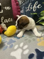 Beethoven , a male Jack Russell Terrier for sale in Pensacola, FL – 5 of 5