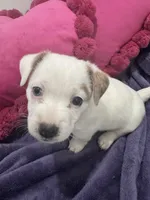 Fiona, a female Jack Russell Terrier for sale in Pensacola, FL – Photo 3 of 4