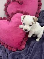 Fiona, a female Jack Russell Terrier for sale in Pensacola, FL – Photo 2 of 4