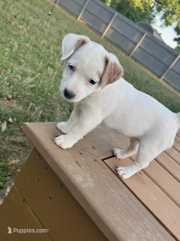 Fiona – Jack Russell Terrier puppy for sale in Pensacola, FL