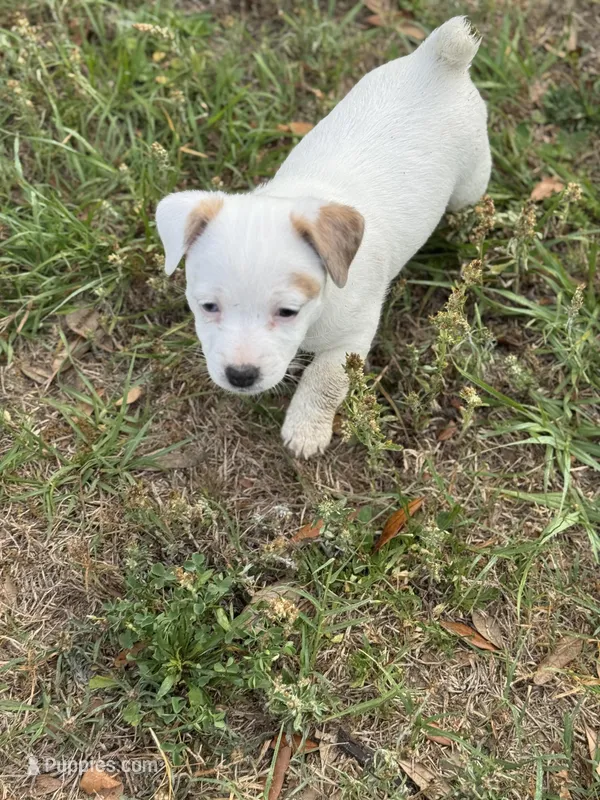 Fiona – Jack Russell Terrier puppy for sale in Pensacola, FL