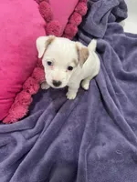 Fiona, a female Jack Russell Terrier for sale in Pensacola, FL – Photo 4 of 4