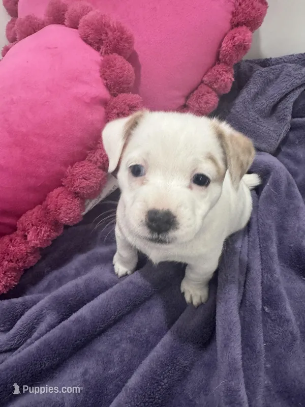 Fiona – Jack Russell Terrier puppy for sale in Pensacola, FL