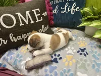 Mocha, a female Jack Russell Terrier for sale in Pensacola, FL – 3 of 5