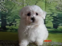 John, a male Maltese for sale in Wentworth, MO – 2 of 4