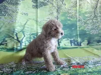 Phyllis, a female Poodle - Miniature  for sale in Wentworth, MO – 3 of 4