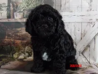 Cupid, a female Poodle - Miniature  for sale in Wentworth, MO – 4 of 4