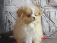 Honey Badger, a male Pomeranian and Shih Tzu for sale in Wentworth, MO – 3 of 4