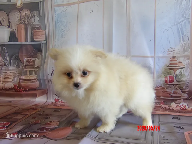Mia – Pomeranian puppy for sale in Wentworth, MO