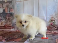 Mia, a female Pomeranian for sale in Wentworth, MO – 1 of 3
