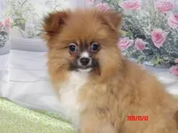 Luke, a male Pomeranian for sale in Wentworth, MO – Photo 4 of 5