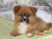 Luke, a male Pomeranian for sale in Wentworth, MO – Photo 3 of 5