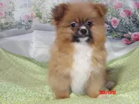 Luke, a male Pomeranian for sale in Wentworth, MO – Photo 1 of 5