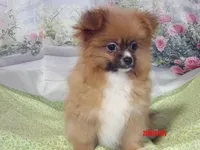 Luke, a male Pomeranian for sale in Wentworth, MO – Photo 5 of 5