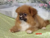 Luke, a male Pomeranian for sale in Wentworth, MO – Photo 2 of 5