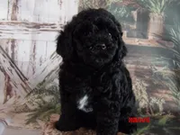 Cupid, a female Poodle - Miniature  for sale in Wentworth, MO – 3 of 4