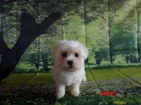 Paul, a male Maltese for sale in Wentworth, MO – 2 of 3