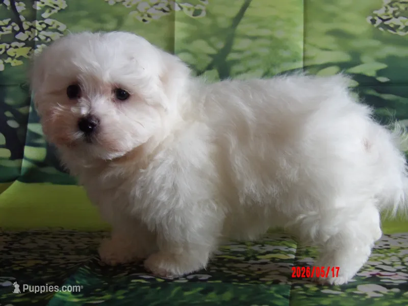 John – Maltese puppy for sale in Wentworth, MO