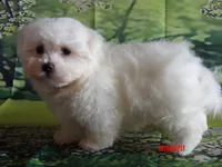 John, a male Maltese for sale in Wentworth, MO – 1 of 4