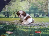 Boogie, a male Shih Tzu for sale in Wentworth, MO – 2 of 4