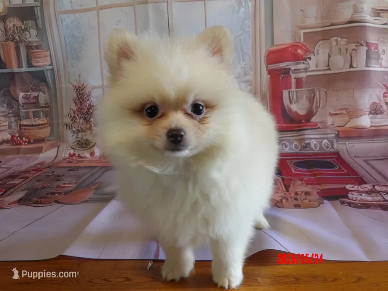 Howie – Pomeranian puppy for sale in Wentworth, MO