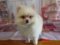 Howie, a male Pomeranian for sale in Wentworth, MO – 1 of 4