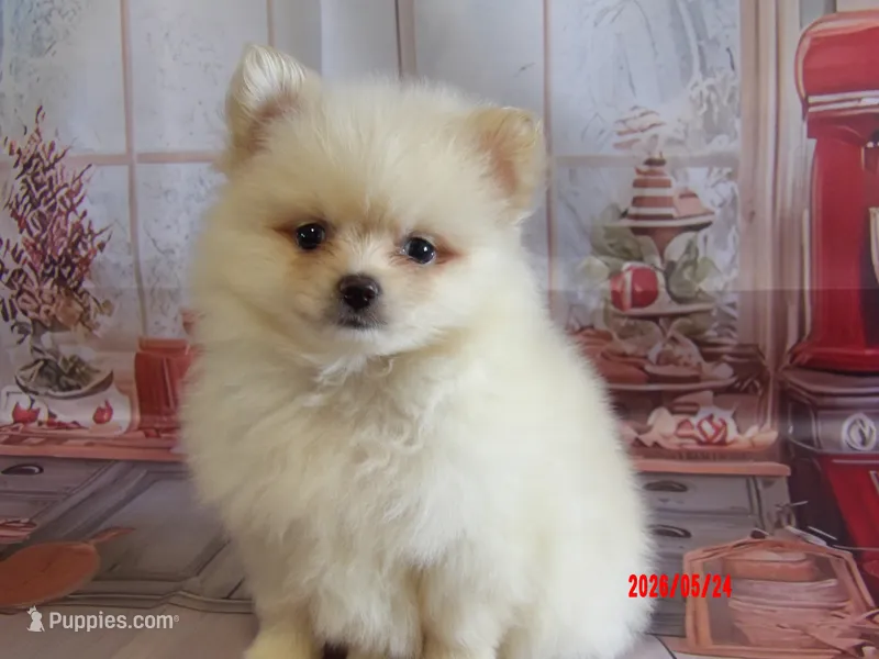 Auggie – Pomeranian puppy for sale in Wentworth, MO