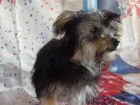 Gladys Knight, a female Yorkshire Terrier for sale in Wentworth, MO – 2 of 3