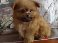 Grizz, a male Pomeranian and Shih Tzu for sale in Wentworth, MO – 5 of 5
