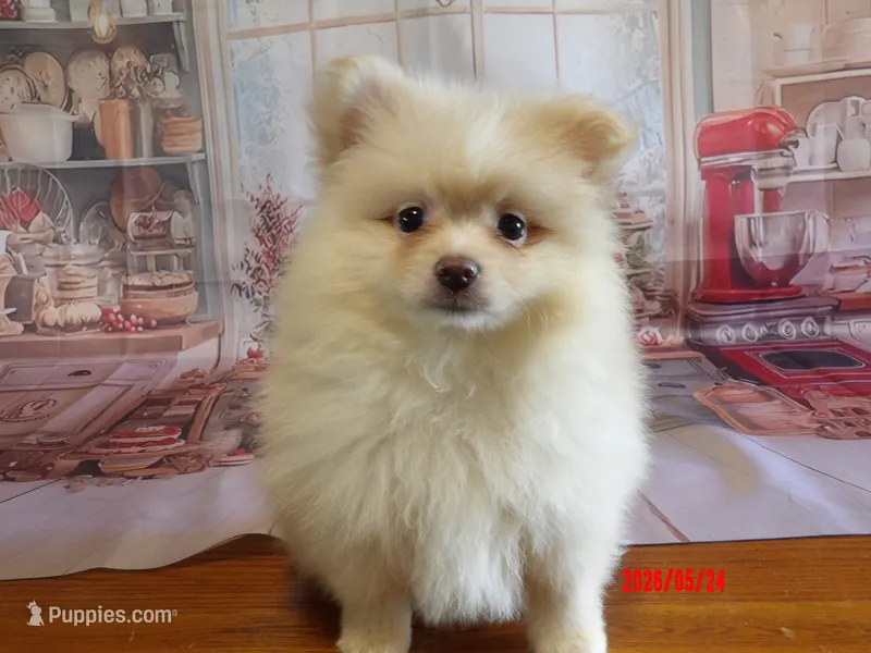 Arnold – Pomeranian puppy for sale in Wentworth, MO