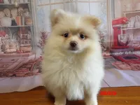 Arnold, a male Pomeranian for sale in Wentworth, MO – 1 of 3