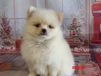 Auggie, a male Pomeranian for sale in Wentworth, MO – 2 of 3