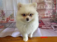 Howie, a male Pomeranian for sale in Wentworth, MO – 3 of 4