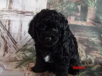 Cupid, a female Poodle - Miniature  for sale in Wentworth, MO – 2 of 4